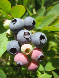blueberries